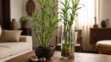Como cultivar bambu-da-sorte na água ou na terra
