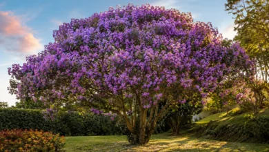 Quaresmeira florida com flores roxas em jardim