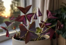 Planta fechando as folhas ao anoitecer