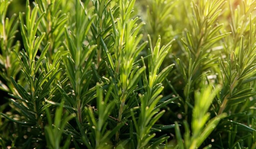Ramos de alecrim com folhas verdes estreitas recebendo luz natural em área externa.