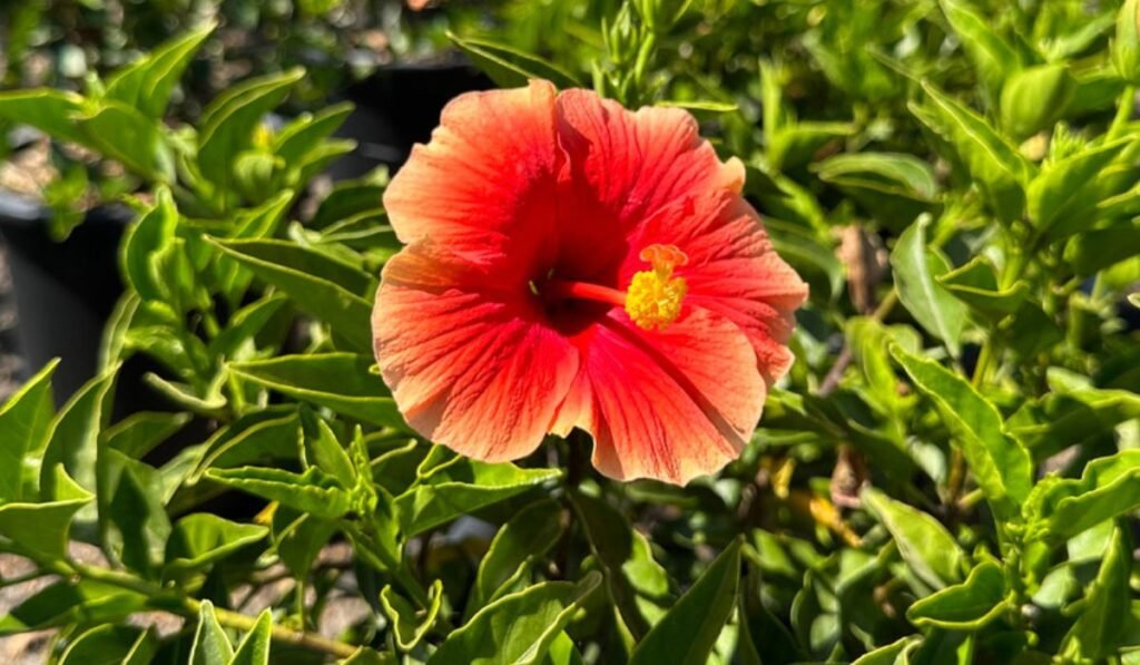 Flor de hibisco em tons de vermelho e alaranjado entre folhas verdes sob luz do sol.