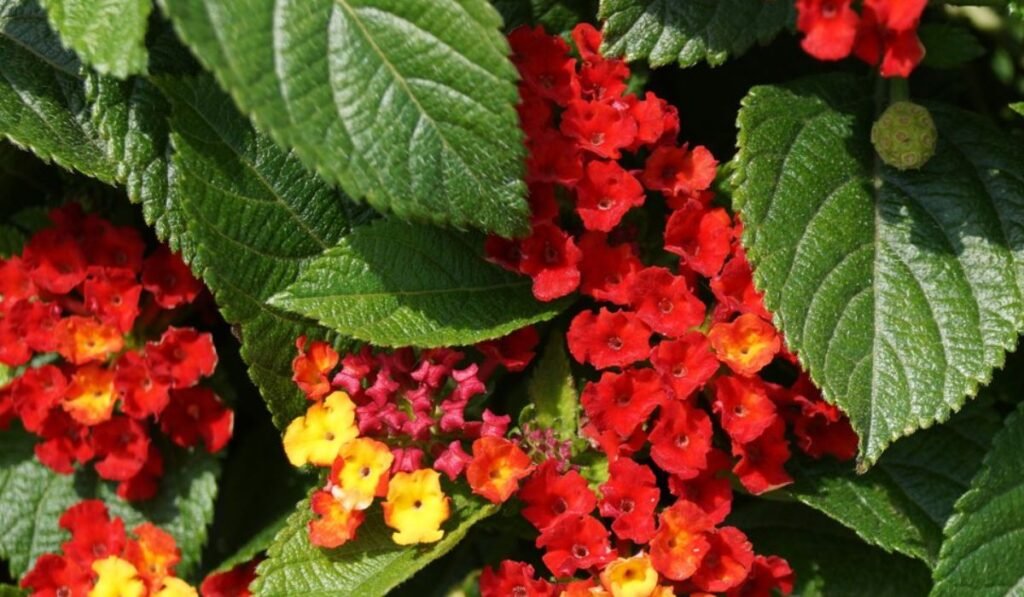 Lantana com pequenas flores vermelhas, alaranjadas e amarelas entre folhas verdes.