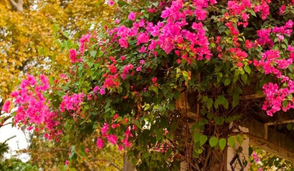 Primavera com brácteas cor-de-rosa cobrindo estrutura em área externa