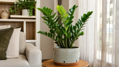 Zamioculca: como cuidar para manter as folhas verdes e saudáveis
