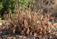 Planta perene com caules e folhas secos durante período de dormência no jardim.