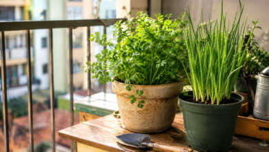 Como plantar salsa e cebolinha em vaso sem precisar ter uma horta
