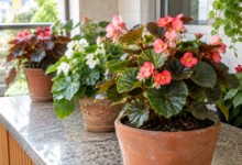 Begônias ornamentais saudáveis cultivadas em vasos em varanda residencial com luminosidade natural filtrada.