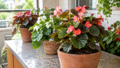 Begônias ornamentais saudáveis cultivadas em vasos em varanda residencial com luminosidade natural filtrada.