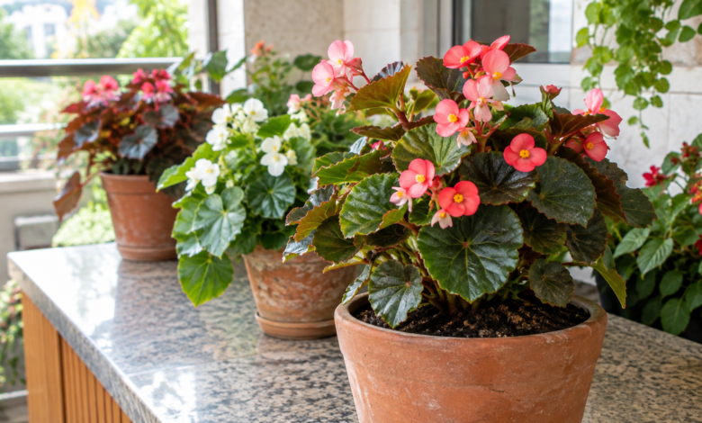 Begônias ornamentais saudáveis cultivadas em vasos em varanda residencial com luminosidade natural filtrada.